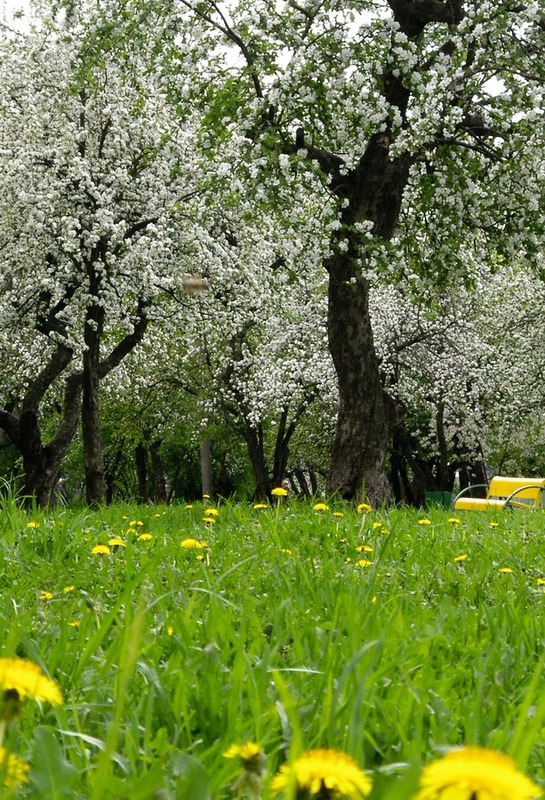 Одуванчики