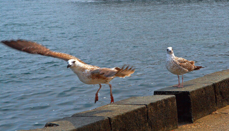 &amp;quot;Ну, тогда я полетела ...&amp;quot;