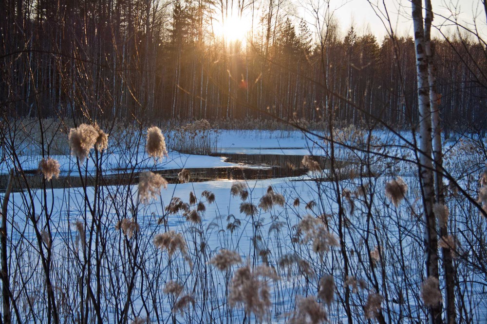 Полынья