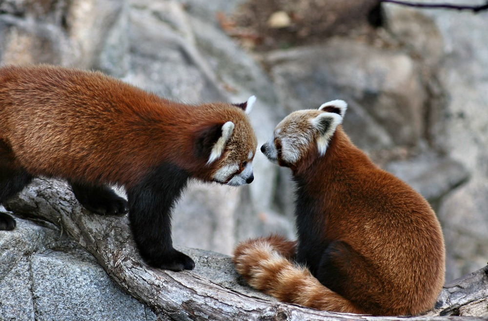 Red panda