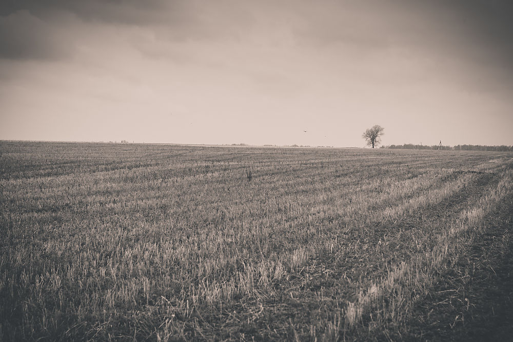 Ukrainian spring's field