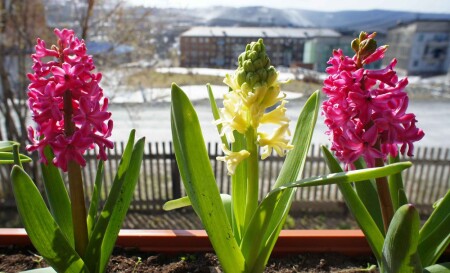 Привет весне!