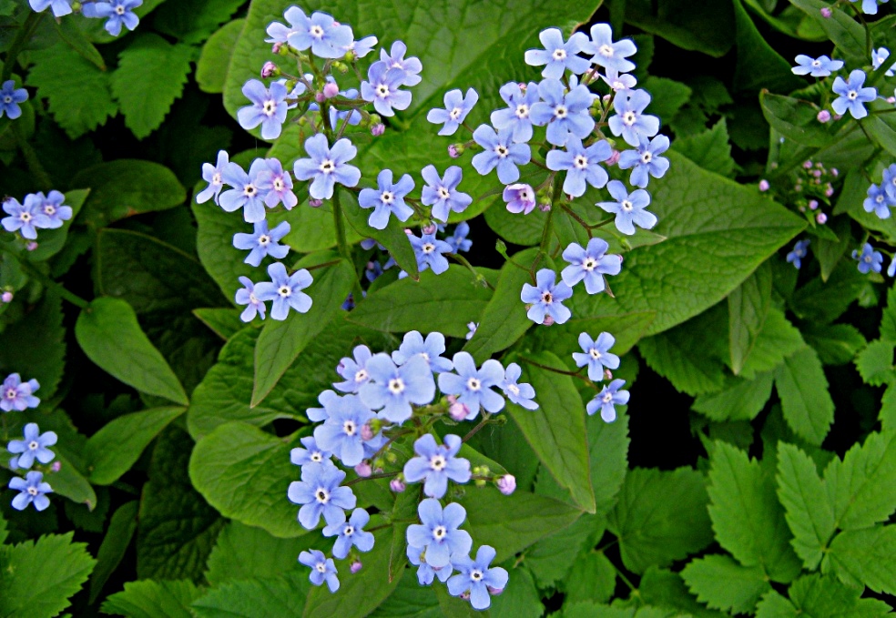 Бруннера, или незабудочник - Brunnera sibirica