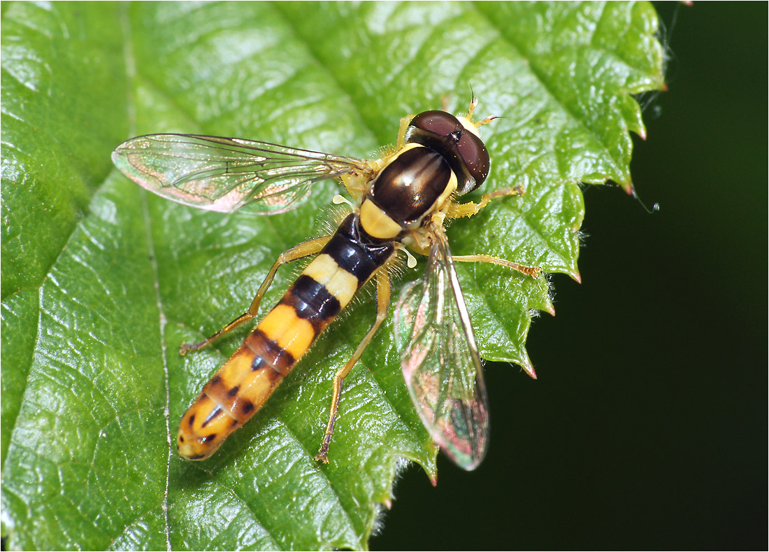 Sphaerophoria scripta - Шароноска украшенная