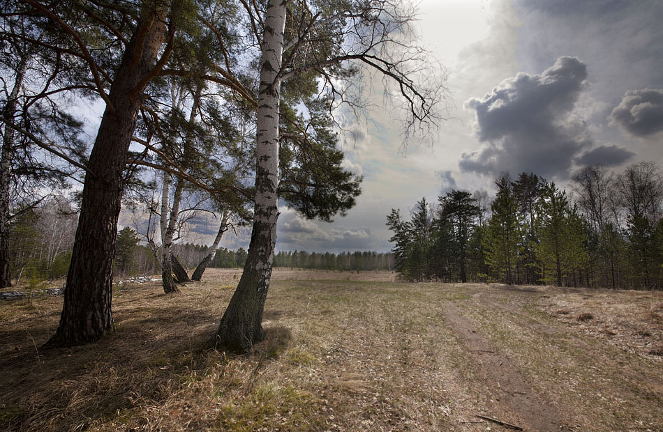 В весеннем лесу