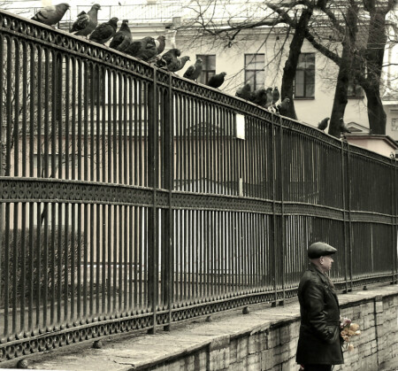 "Любовь и голуби"