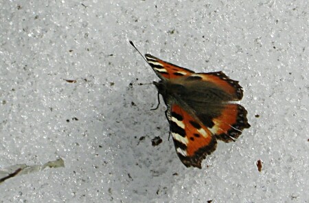 Крапивница «апрельская» на снегу Aglais urticae
