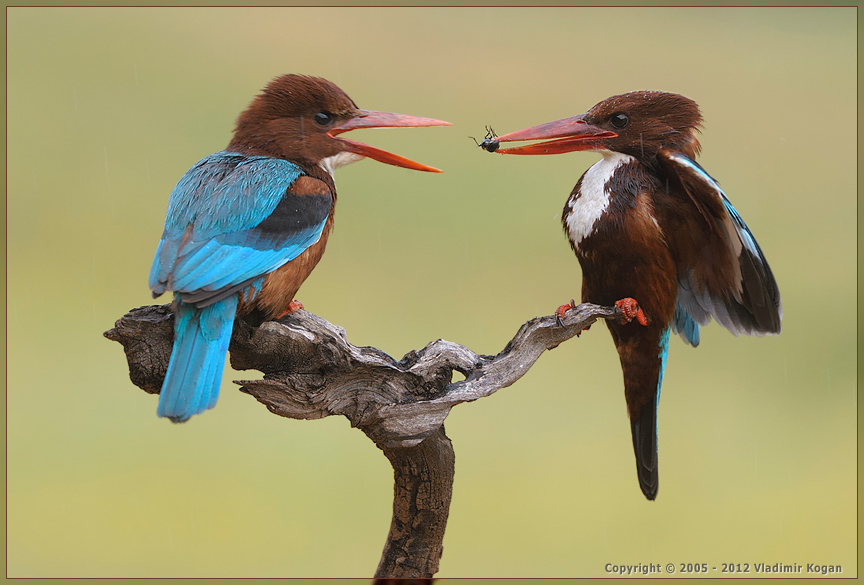 White-throated kingfisher: угощения для любимой