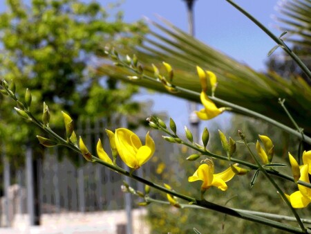 Весна в Иерусалиме