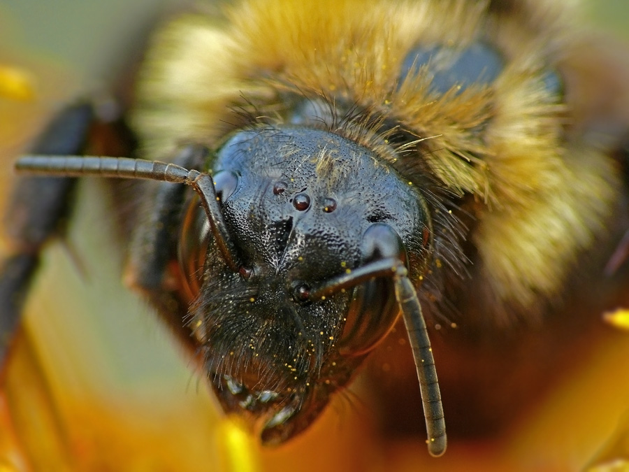 Шмель Bombus lucorum