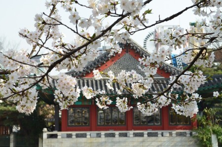 Короткая жизнь &amp;quot;Сакуры&amp;quot;