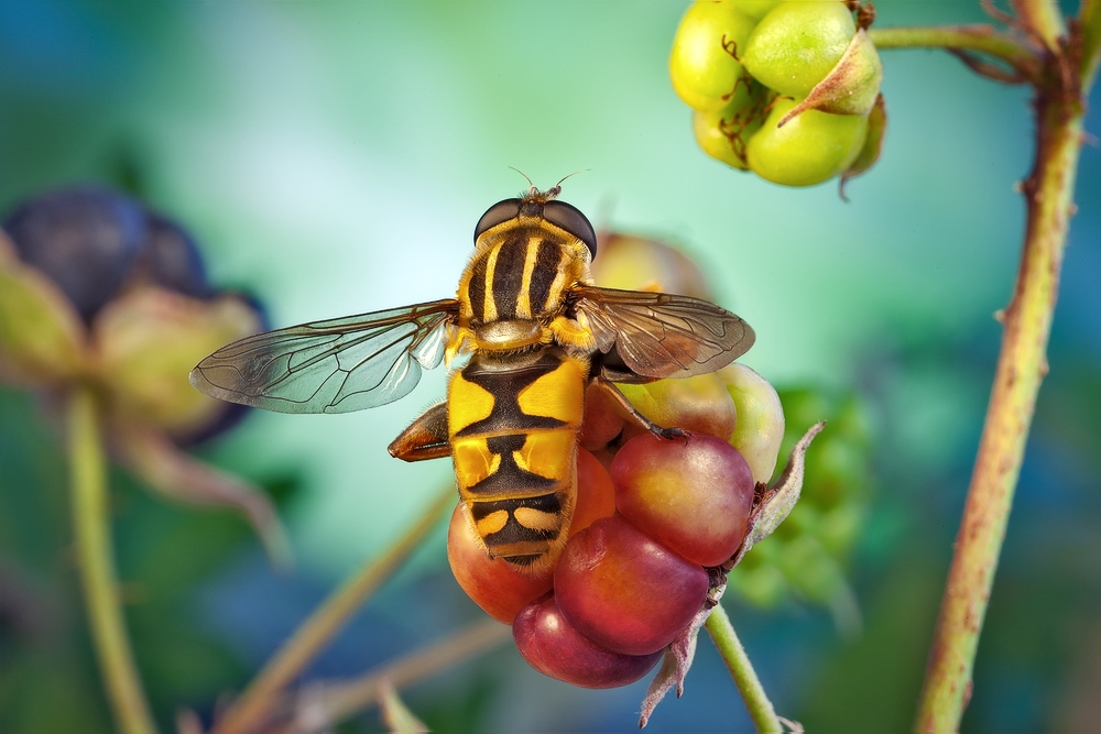 Syrphidae