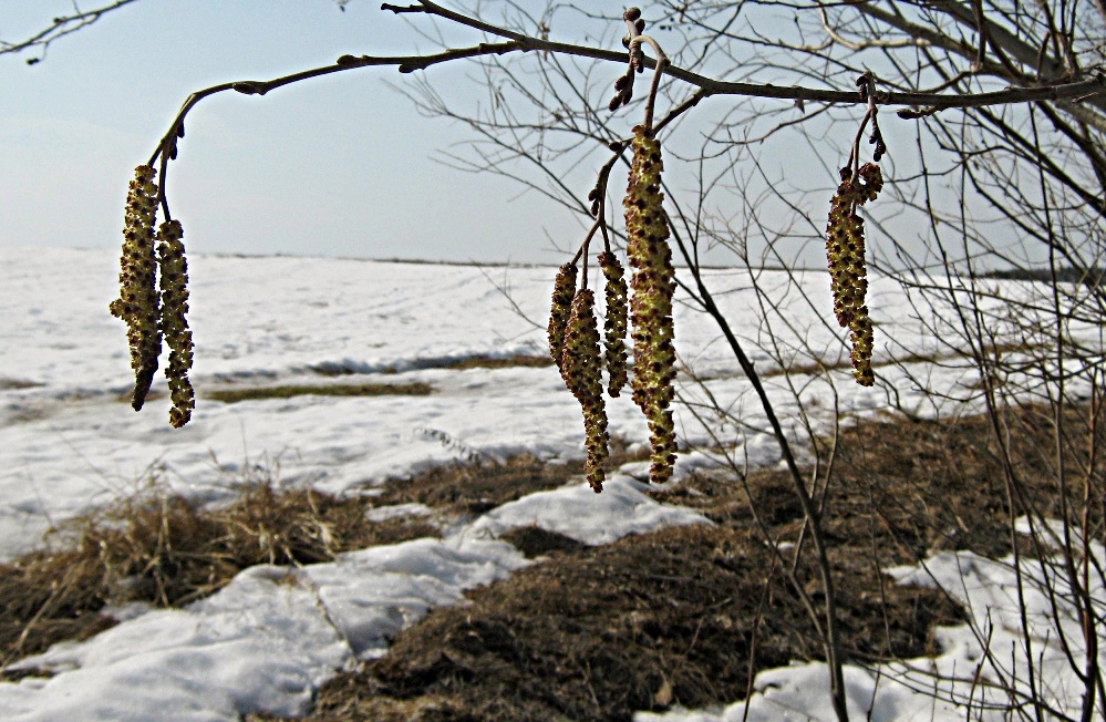 Мужские серёжки ольхи серой Alnus incana