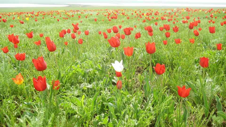 Tulipa schrenkii