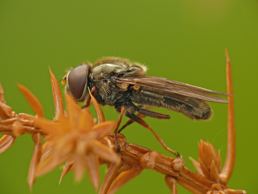 Муха-журчалка Cheilosia latifrons