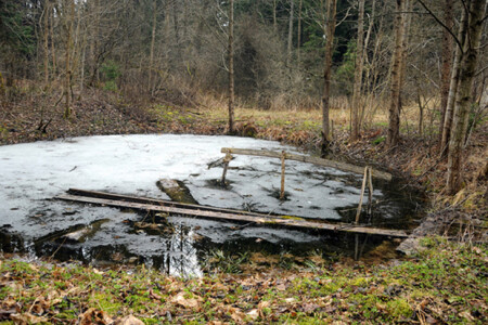 весенний пруд
