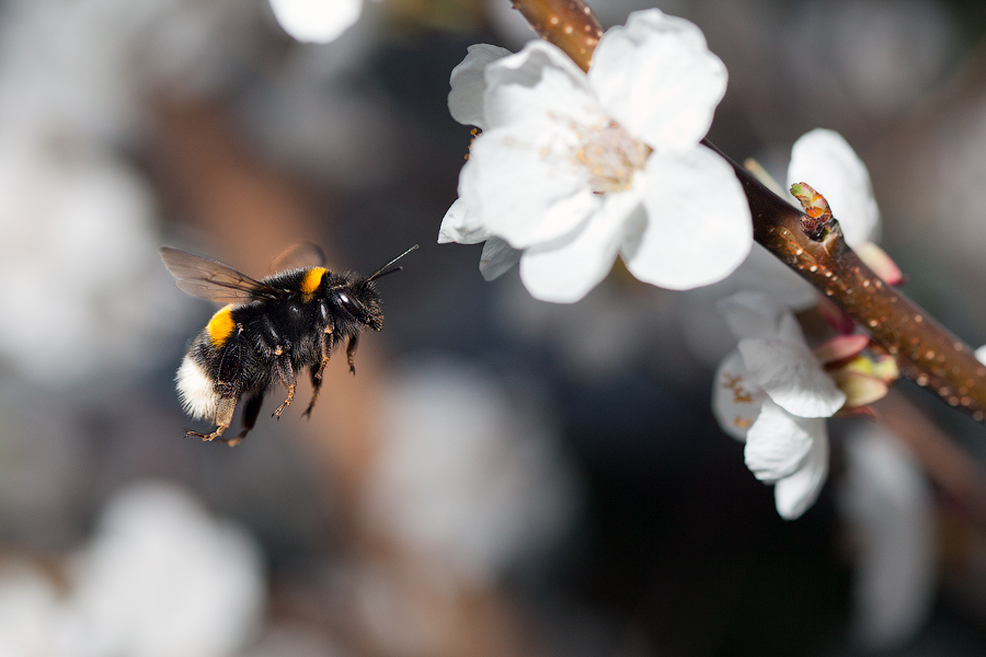 How to Make Honey