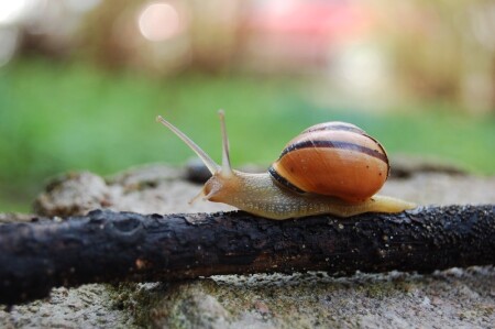 Улитка после дождя
