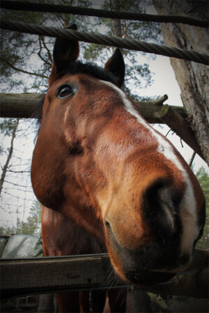 Любопытная