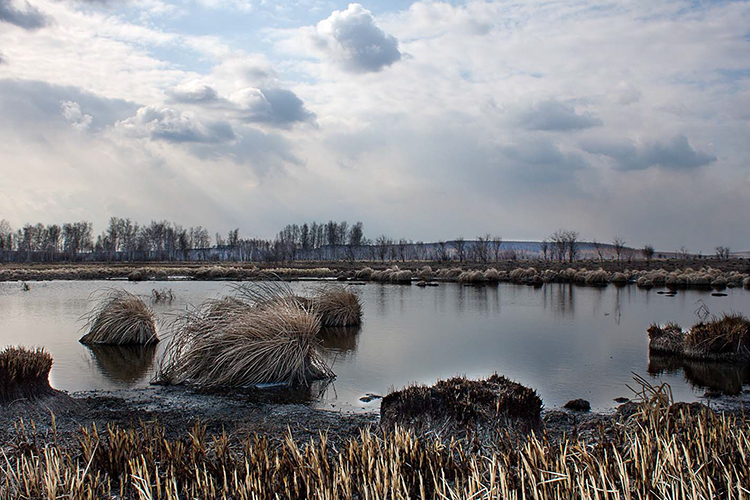 кочки