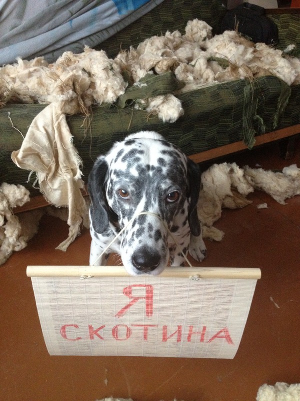 Я скотина