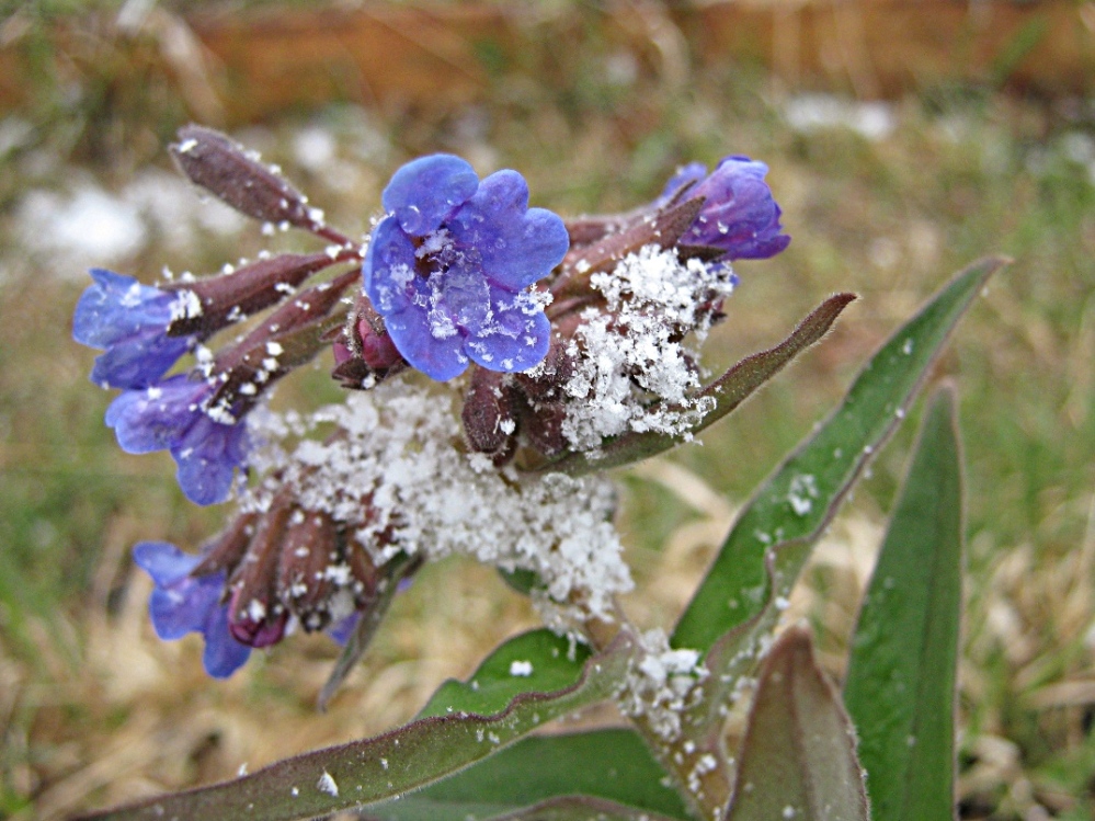 Медуница неясная Pulmonaria obscura