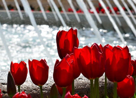 Солнце в бутонах