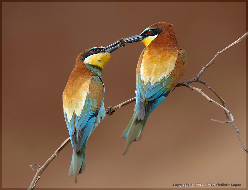 Bee-Eater: угощения для любимой