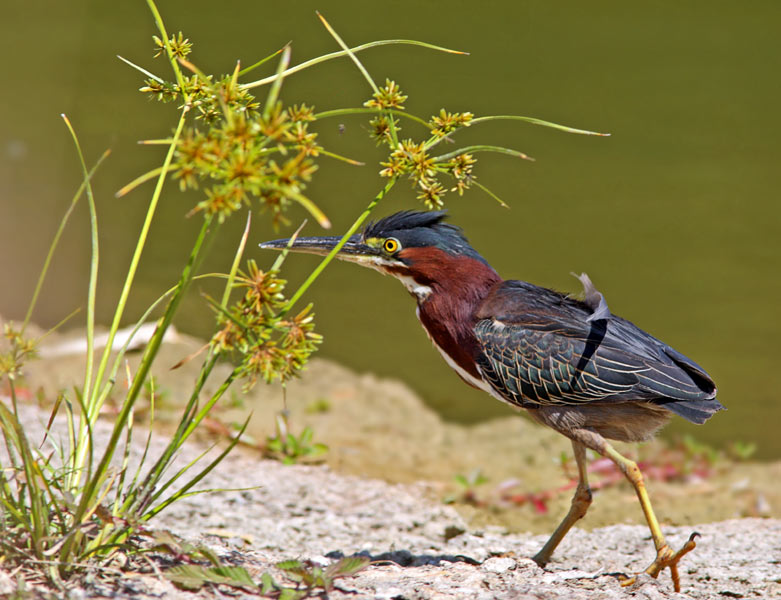 Американская зеленая кваква (Butorides virescens maculatus)