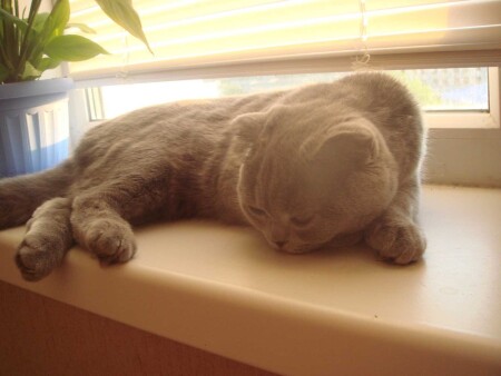 Моя котя.