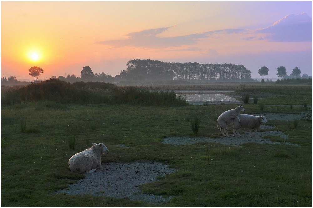 Sheep in the morning light.