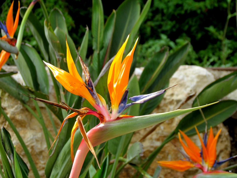 Strelitzia