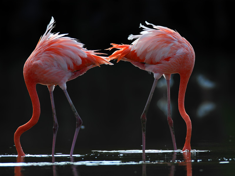 Фламинго красный или карибский (Phoenicopterus ruber)