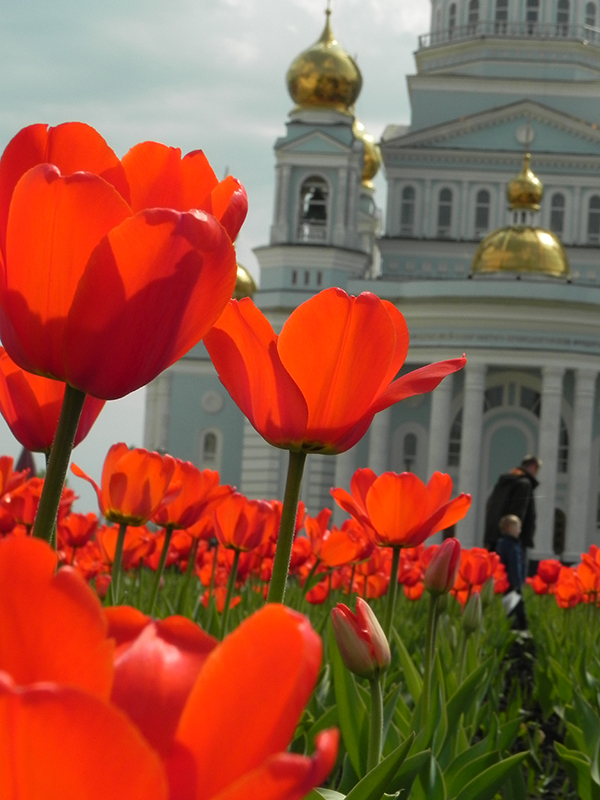 солнечный день, тюльпаны, золотые купола...