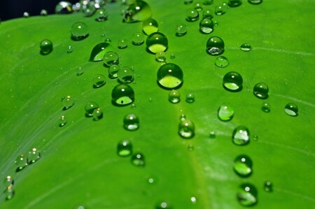 &amp;quot;Капитошки&amp;quot;