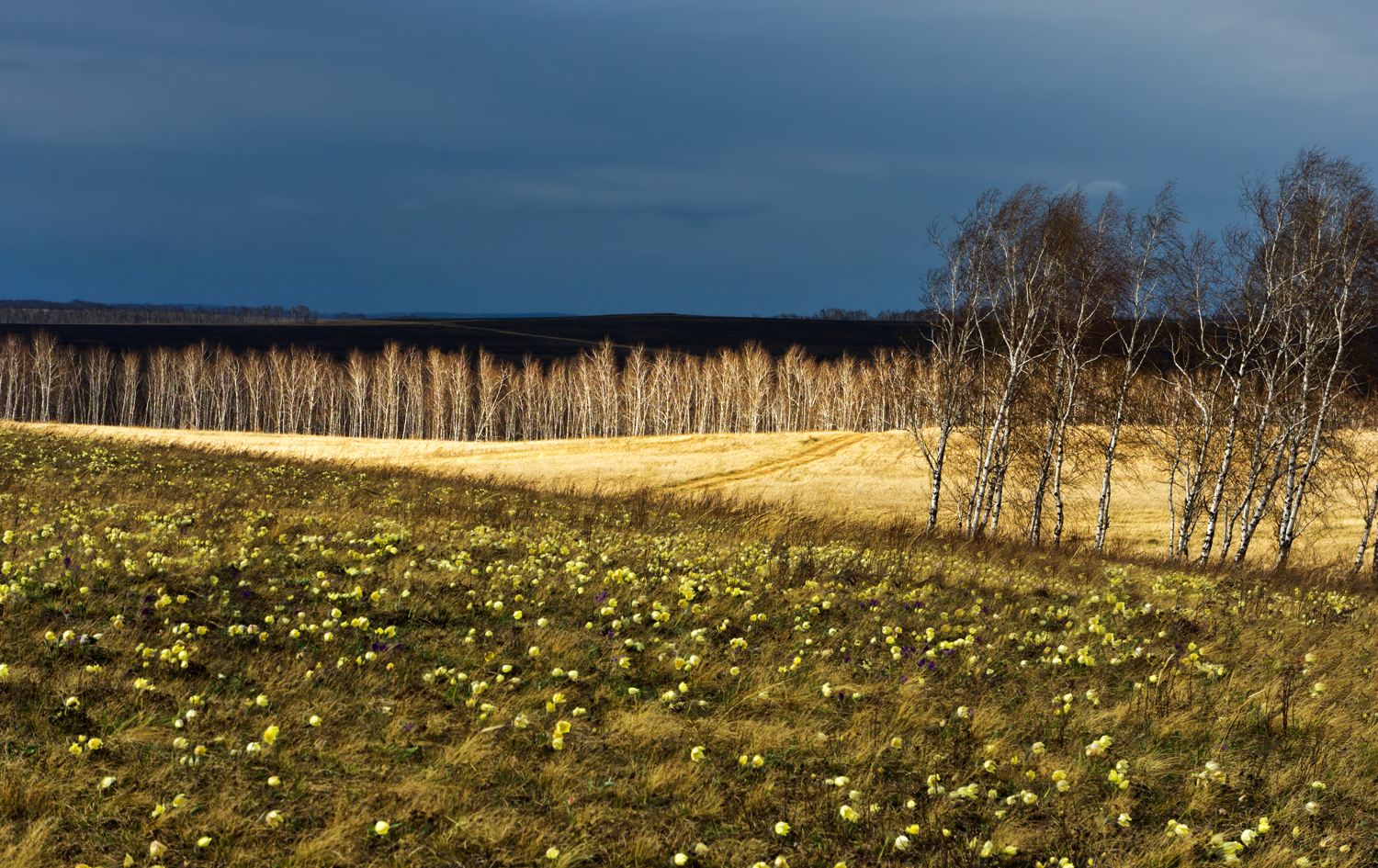 Весенний контраст