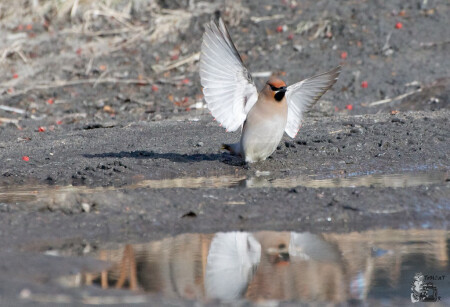Angry Bird