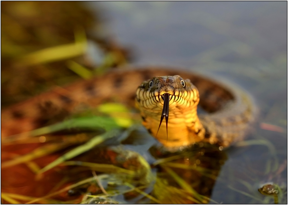 Уж водяной