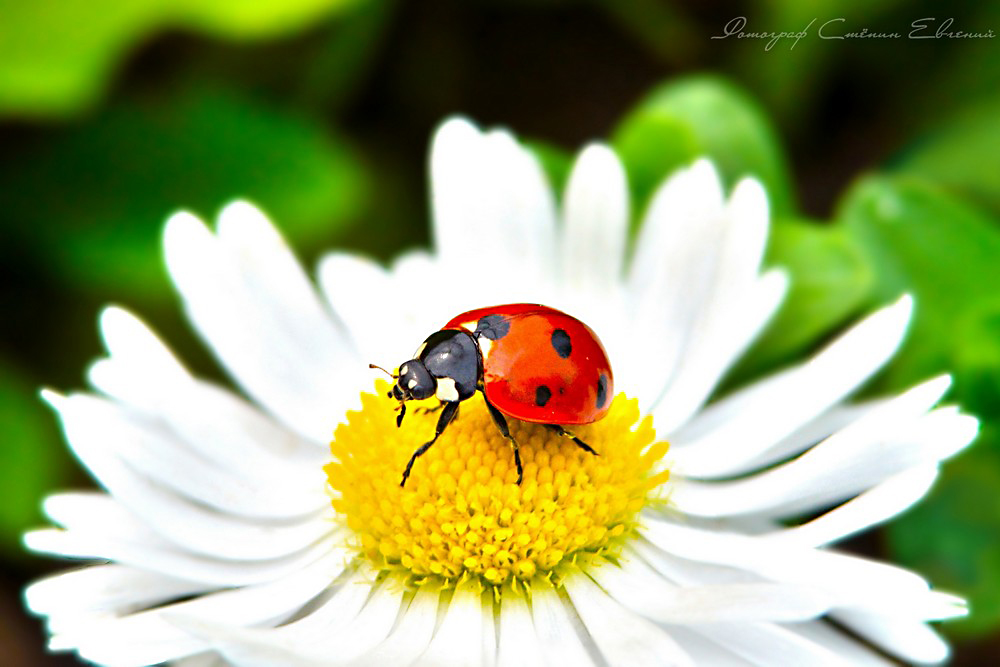 Coccinellidae