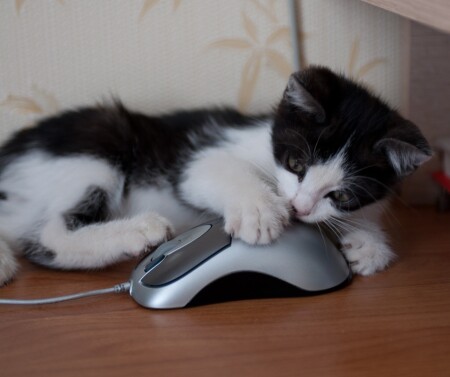 Кошки-мышки