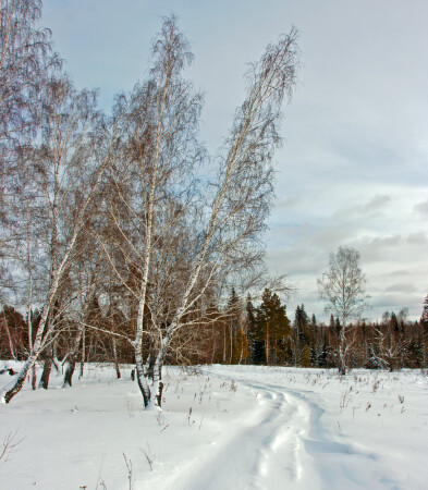 Дорога в лес после метели