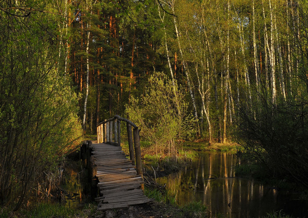 Лесными тропинками