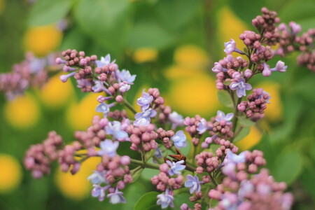 цветы в грозу