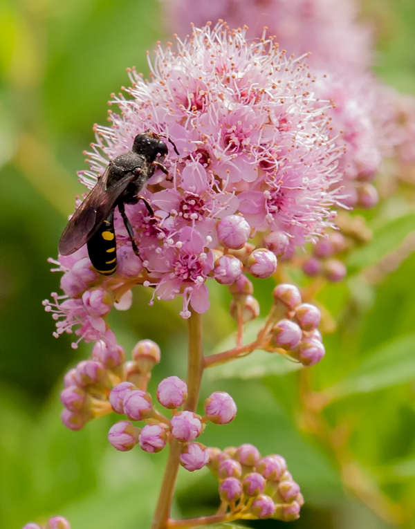 Журчалка (Chrysotoxum bicinctum)