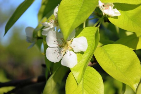 ЯБЛОНЕВЫЙ ЦВЕТ