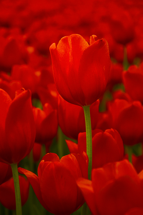 Tulipa