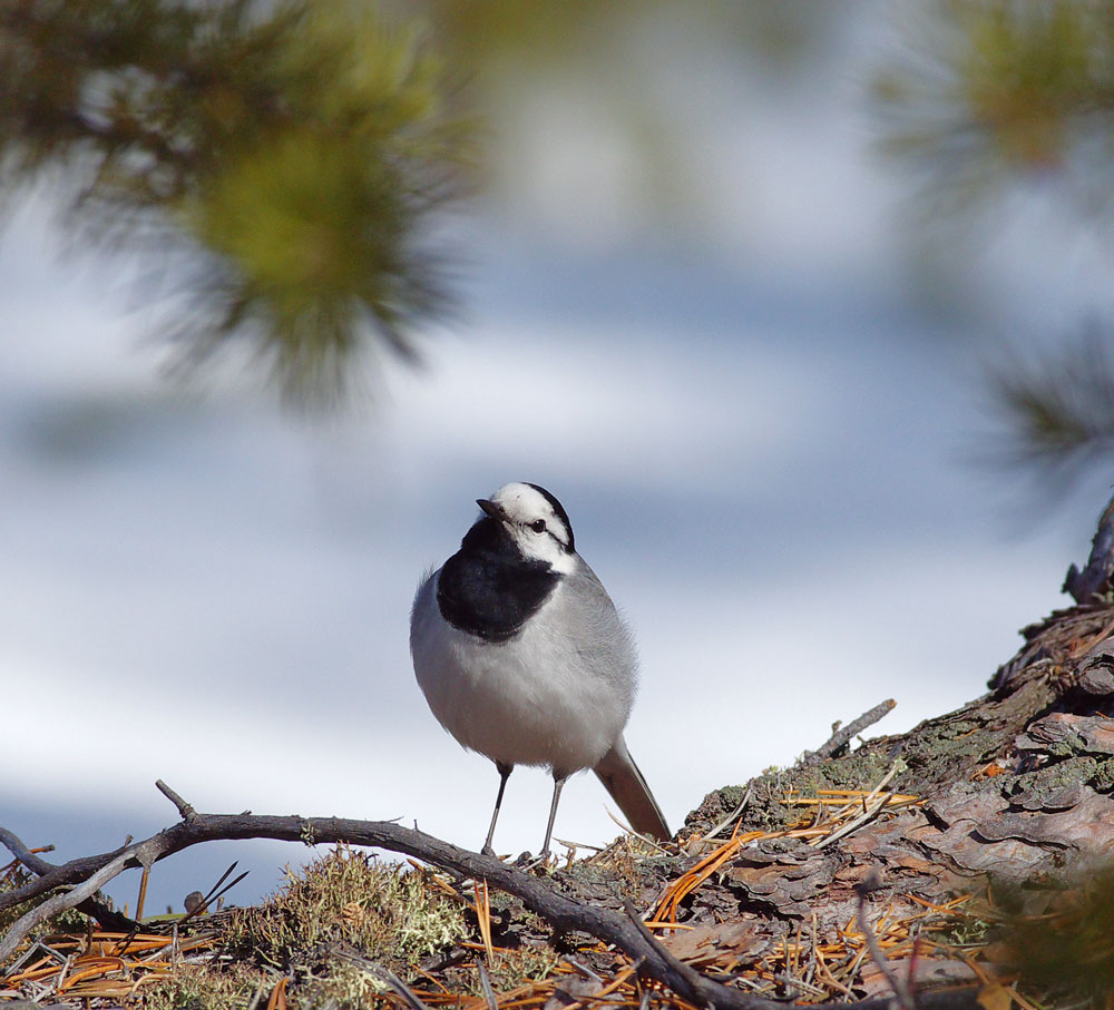 Камчатская белая трясогузка (Motacilla lugens)