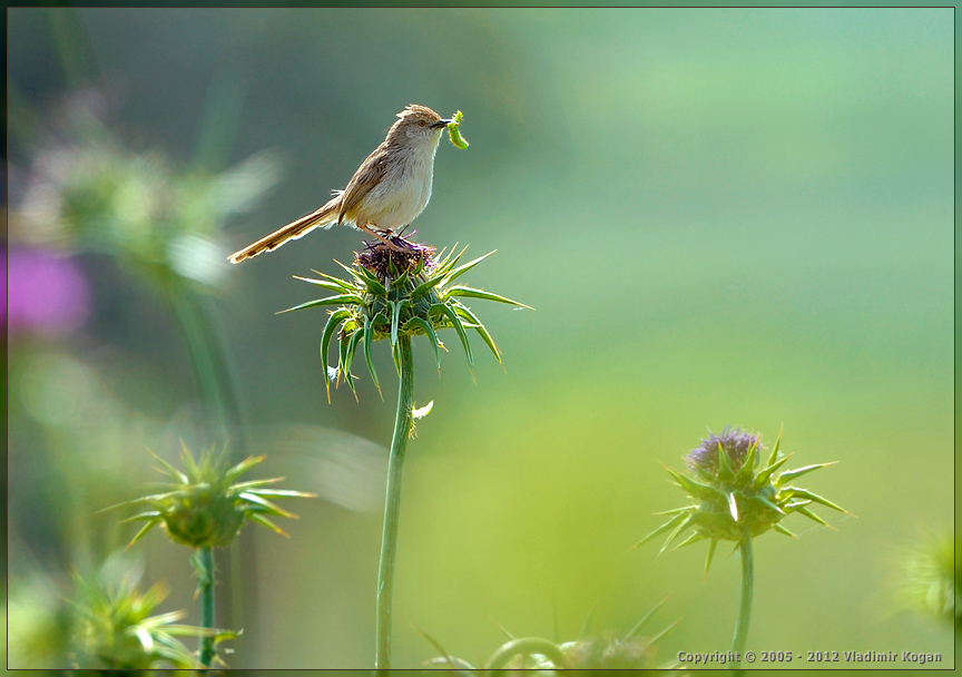 Graceful Prinia: portrait