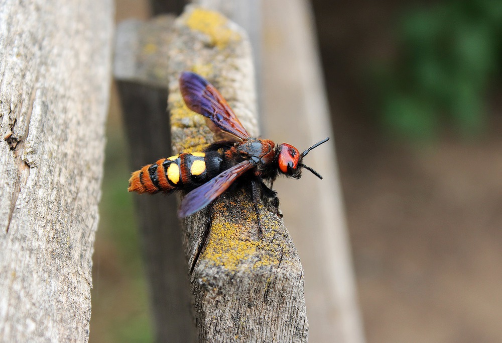 Megascolia maculata