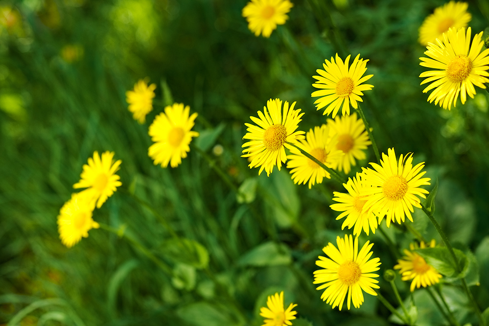 Doronicum